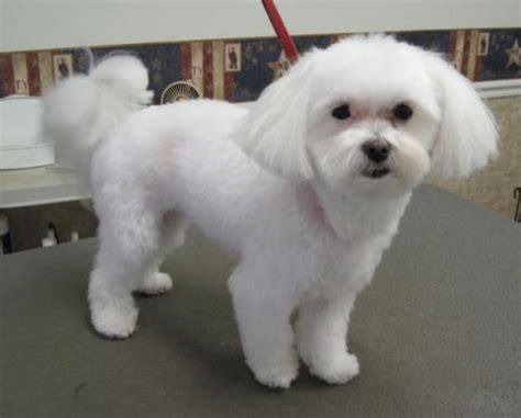 Maltese Haircut Styles Photo Gallery Maltese Dogs Haircuts, Maltese Haircut, Puppy Haircut, Dog ...