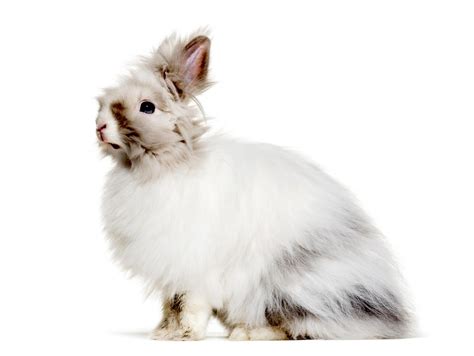 French Angora Rabbits | LoveToKnow