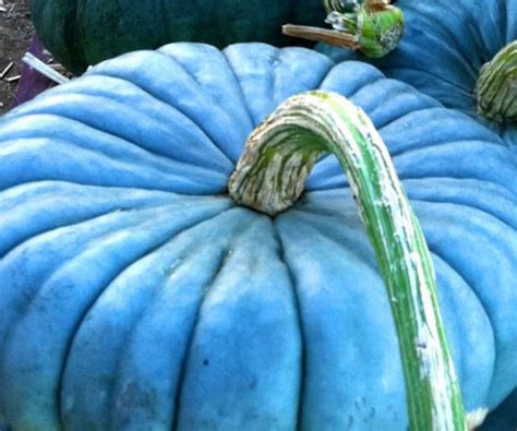 Heirloom Blue Pumpkin Seeds