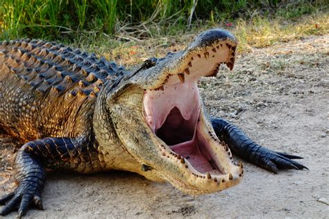 Huge Alligator That Terrorized Florida Family for Years Finally Killed ...