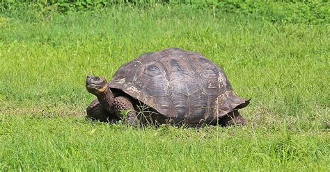 Galapagos National Park in Galápagos Province, Ecuador | Sygic Travel