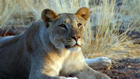 The Desert Lions | About | Nature | PBS