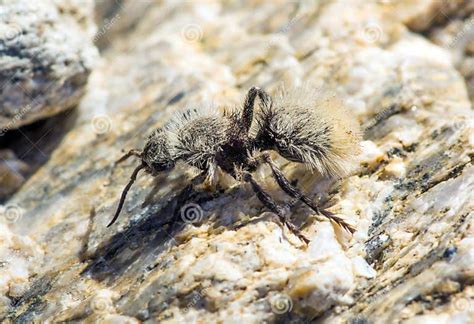 Velvet Ant ( Mutillidae), a Wingless Wasp with a Very Strong St Stock Photo - Image of ...