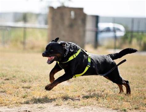 How To Train German Shepherd Like Police Dog | Every Day Interests