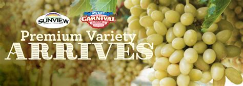 Sunview Marketing Announces the Arrival of Sweet Carnival™ Golden Seedless Grapes | AndNowUKnow