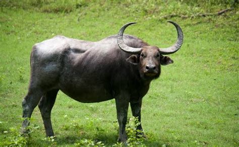 Conserving Wild Buffalo in Chhattisgarh