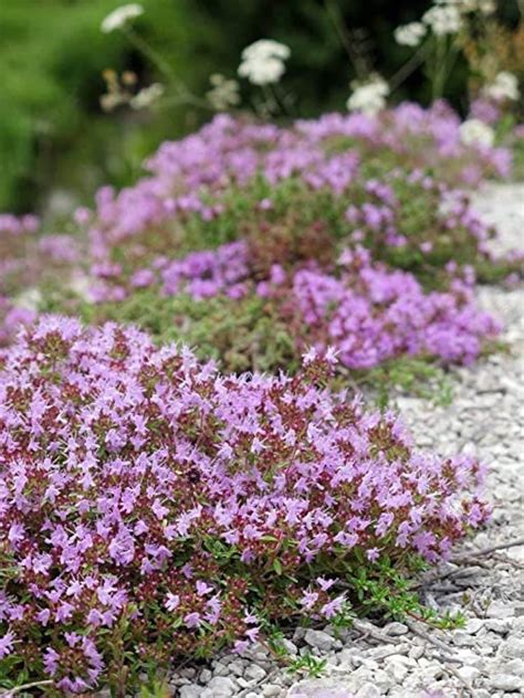 500 Dwarf Creeping Thyme Ground Cover Herb Seeds Thymus | Etsy