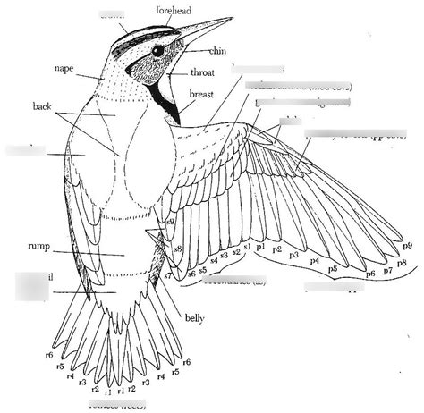 Feather Anatomy: Labels and Location Diagram | Quizlet