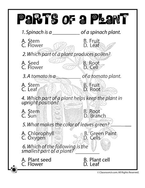 Plant Worksheet For First Grade