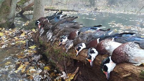 Guided Wood Duck Hunts | Trophy Guided Duck & Goose Hunts, Pennsylvania | Geese at Your Feet