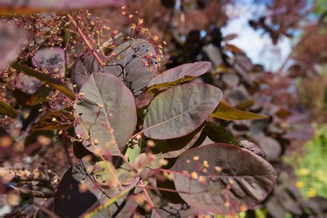 Common Smoketree — Hudson River Park