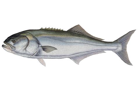 Bluefish | Fish, Illustration art, Artist