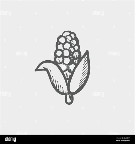 Corn sketch icon Stock Vector Image & Art - Alamy