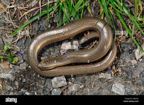 A coiled slow worm UK Stock Photo - Alamy