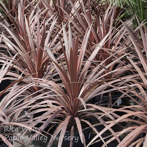 Red Star Cordyline (Cordyline australis ‘Red Star’)