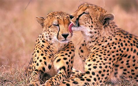 south, African, Cheetahs Wallpapers HD / Desktop and Mobile Backgrounds