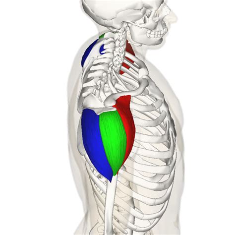 Developing the Deltoid Muscles: How to Get Big, Strong Shoulders | CalorieBee