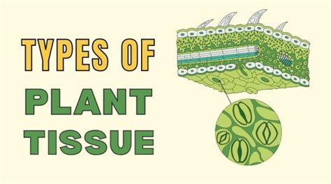 Plant Tissue 101 - Types and Functions - Earth How