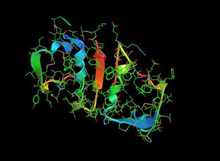 The Insulin Molecule -Structure and Mechanism of Action