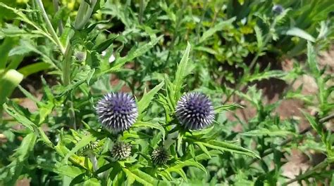 Echinops hussonii seed | BELL Garden Company,Wholesale Plant seeds ...