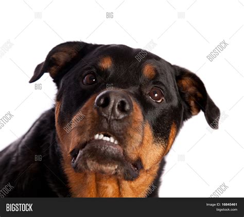 Isolated Rottweiler Showing Teeth Image & Photo | Bigstock