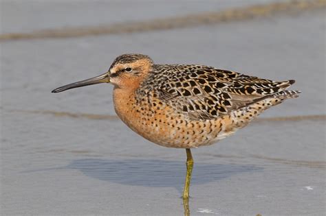 Short-billed Dowitcher (Limnodromus griseus)