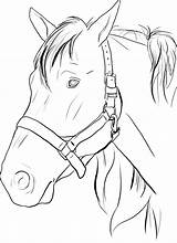 Realistic Horse Head Coloring Pages sketch template