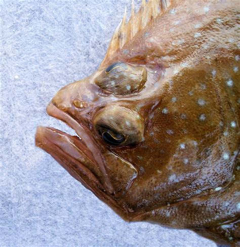 Foureye Flounder | Mexico – Fish, Birds, Crabs, Marine Life, Shells and Terrestrial Life