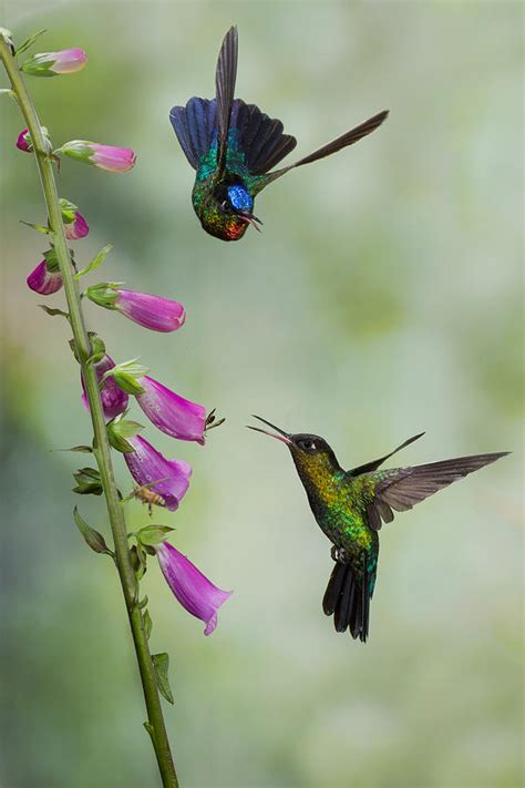 Fiery flowers Photograph by Chris Jimenez - Fine Art America