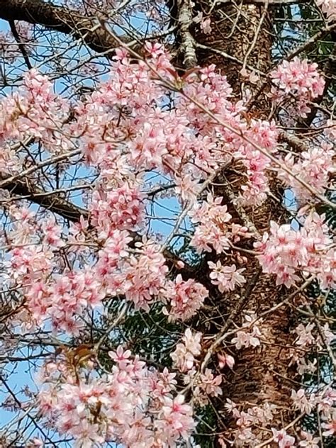 Seasonal cherry blossom adds splendour to Shillong skyline - The Shillong Times