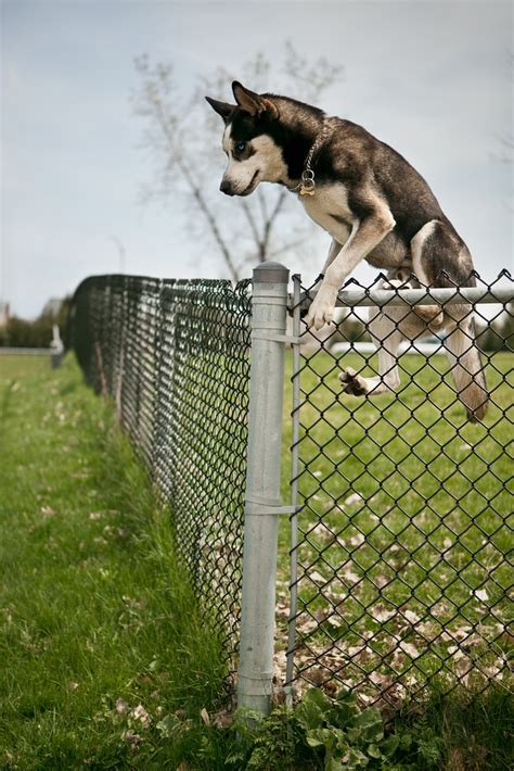 11 Best Invisible Dog Fences in 2020 (Wireless and Electric)