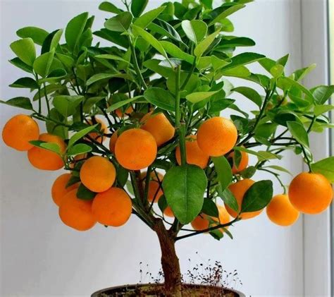 4 Different Bonsai Fruit Seeds 100pcs - Pure Bonsai