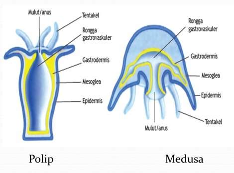 Gambar Cincin Sirkum Oral Dan Serabut Radial Pada Coelenterata