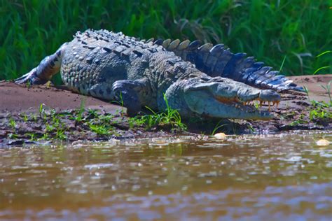 Wildlife - Nicaragua Tourism