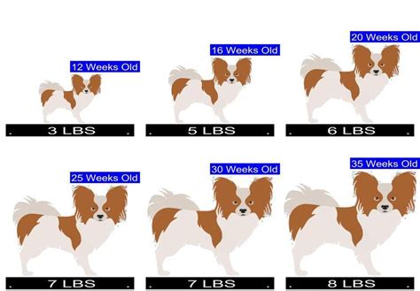 How Much Should Papillon Weigh? Papillon Weight Calculator.