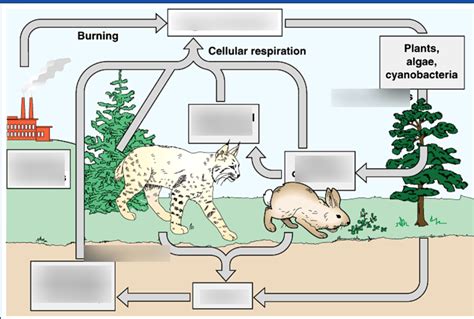 Carbon Oxygen Cycle Diagram | Quizlet