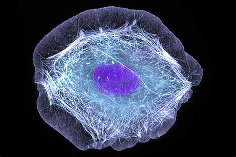 Skin cell (keratinocyte) | This normal human skin cell was t… | Flickr
