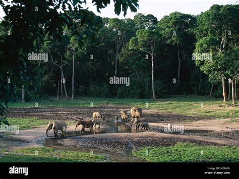 AFRICAN FOREST ELEPHANT herd Loxodonta africana cyclotis Dzanga Bai ...