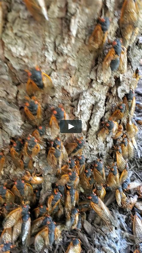 Cicada Swarm 2021 on Vimeo