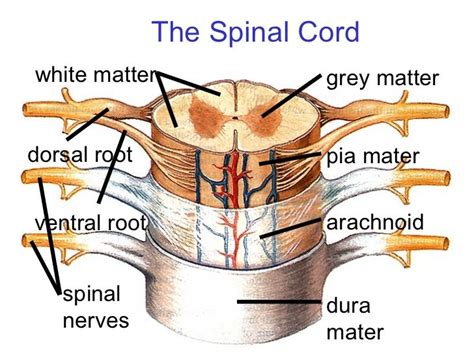 pia mater spinal cord model - Google Search | Anatomy class, Body ...