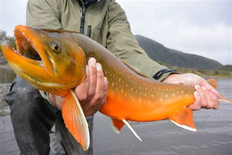 Alaska Fishing Lodge Archives - Tikchik Narrows Lodge