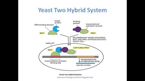 Yeast Two Hybrid System for Protein Protein Interaction Studies - YouTube