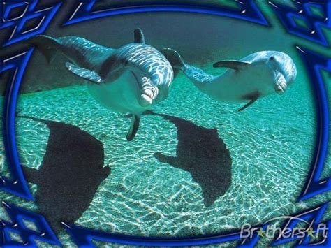 Dolphins Underwater Animated Screensaver | Animated screensavers ...