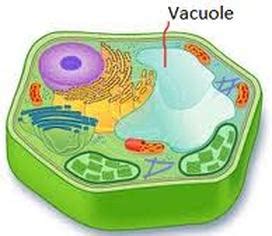 Vacuoles - Plant Cells - Organelles