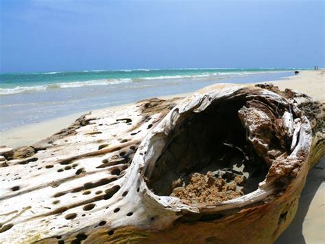 Wood On The Beach Free Stock Photo - Public Domain Pictures