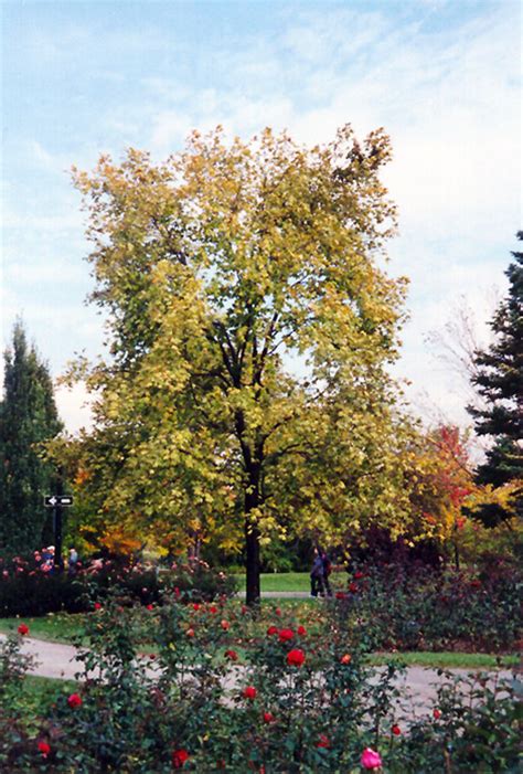 Golden Variegated Norway Maple (Acer platanoides 'Aureomarginatum') in ...