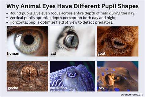 Why Do Cats Have Vertical Pupils? Eye Pupil Shapes in 2023 | Cat pupils, Grazing animals, Cats