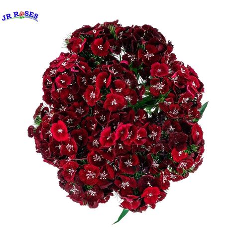 Dianthus Flowers 80 stems - buy wholesale flowers - JR Roses