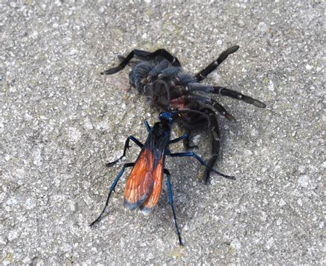 Tarantula Hawk Wasp Has the 2nd Most Painful Bug Sting in the World–but Tarantulas Get It Worse