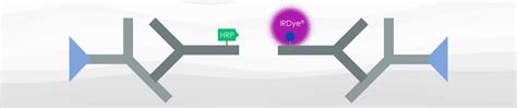 IRDye® conjugated secondary antibodies | Abcam